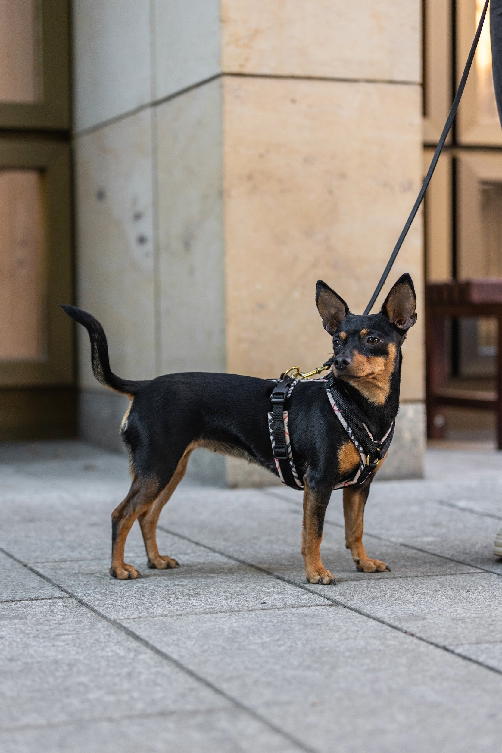 Harnais pour chien 