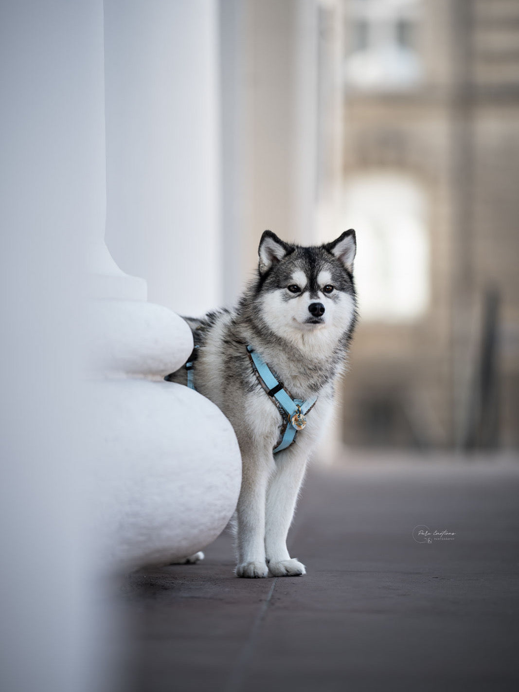 HUNDEGESCHIRRE