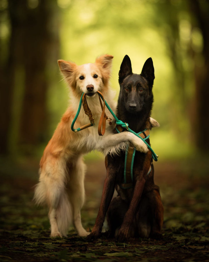 Hundegeschirr Aqua