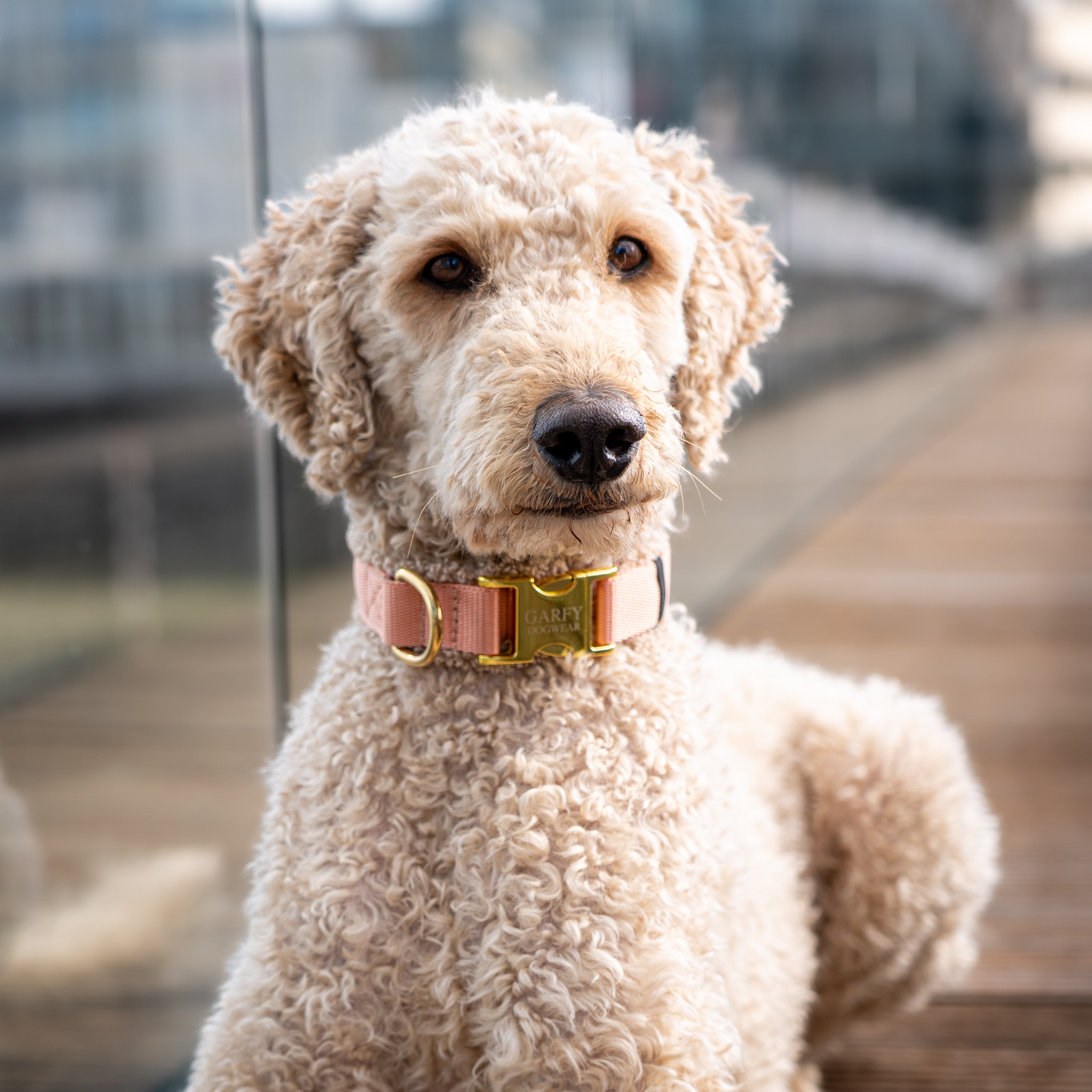 Teddy Light Halsband Soleil