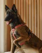 Hundegeschirr Dune