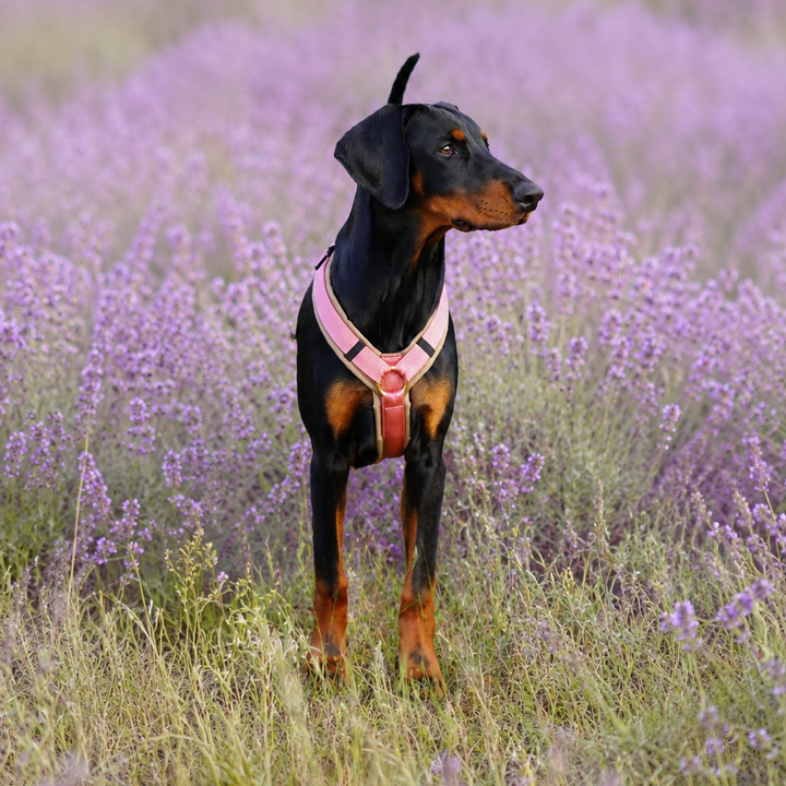 Hundegeschirr Dune