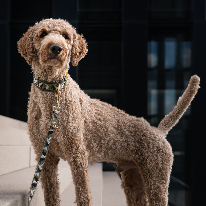 Hundehalsband OLIVE CAMO