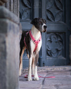 Teddy light Hundegeschirr Blush