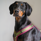 Hundegeschirr BERRY CAMO