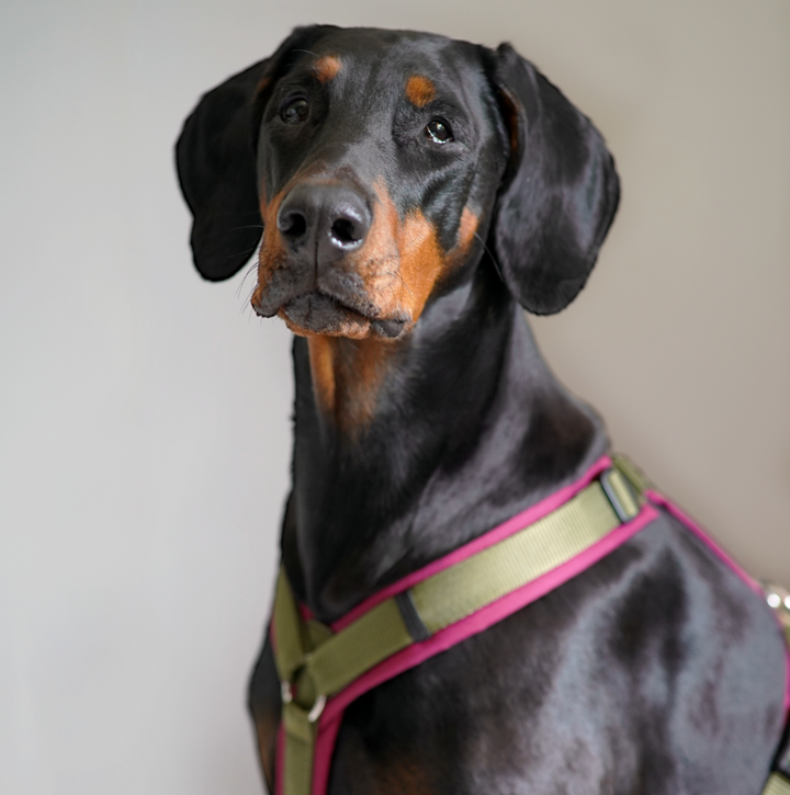 Hundegeschirr BERRY CAMO
