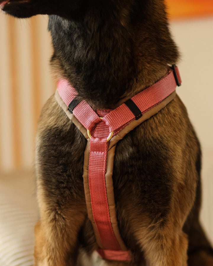 Hundegeschirr Dune