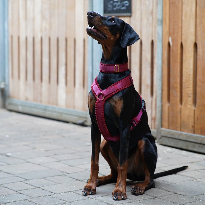 Cord Hundegeschirr Merlot
