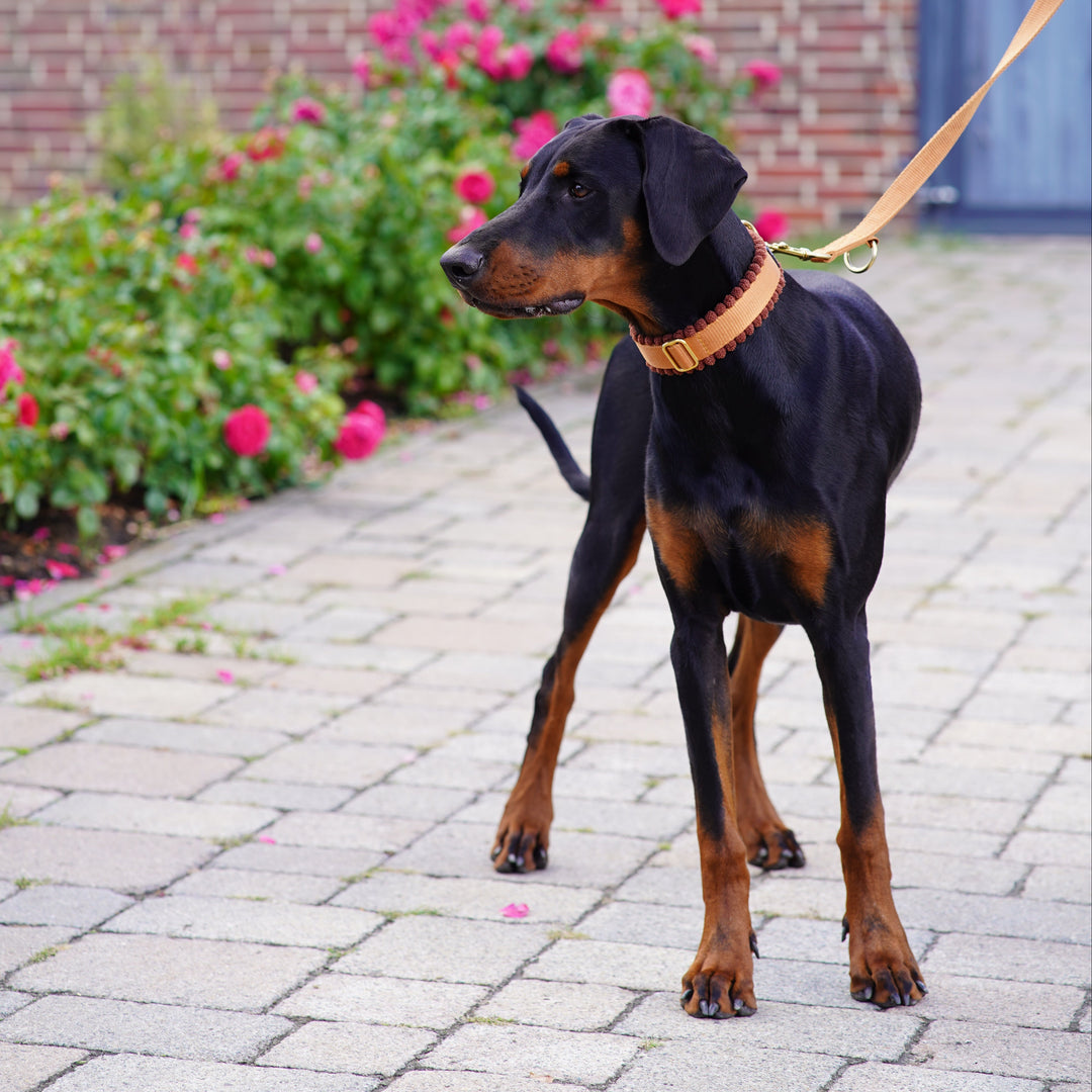 Cord Hundehalsband Cognac