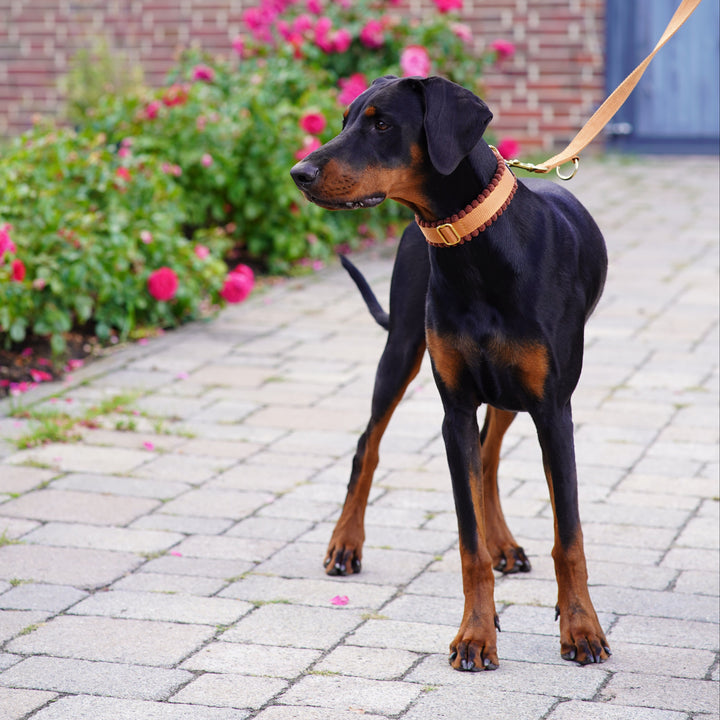 Cord Hundehalsband Cognac