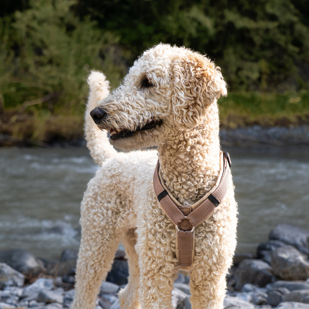 Archie's Light Brown Dog Harness