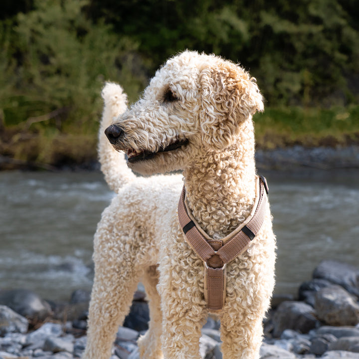 Archie's Light Brown Dog Harness
