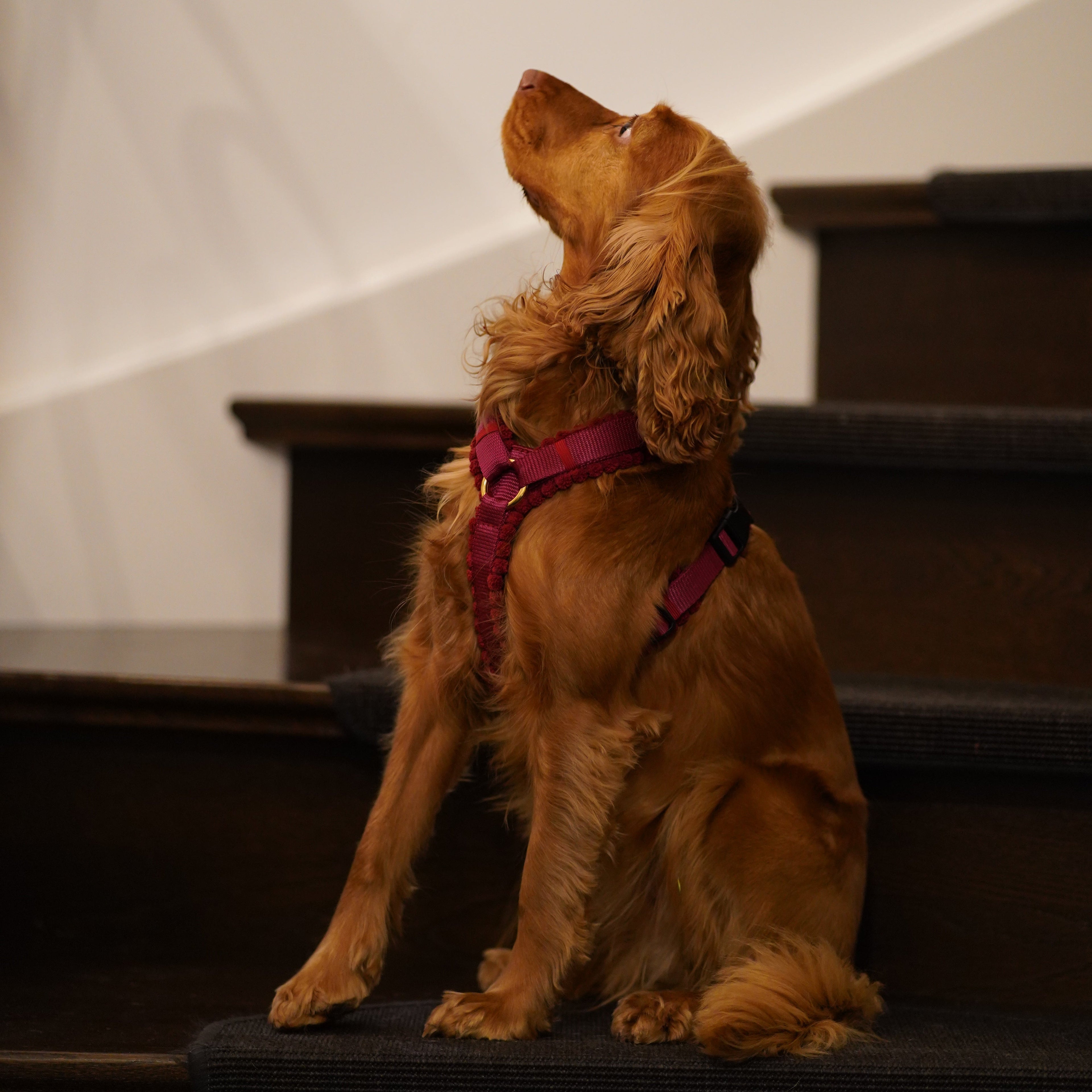 Cord Hundegeschirr Merlot