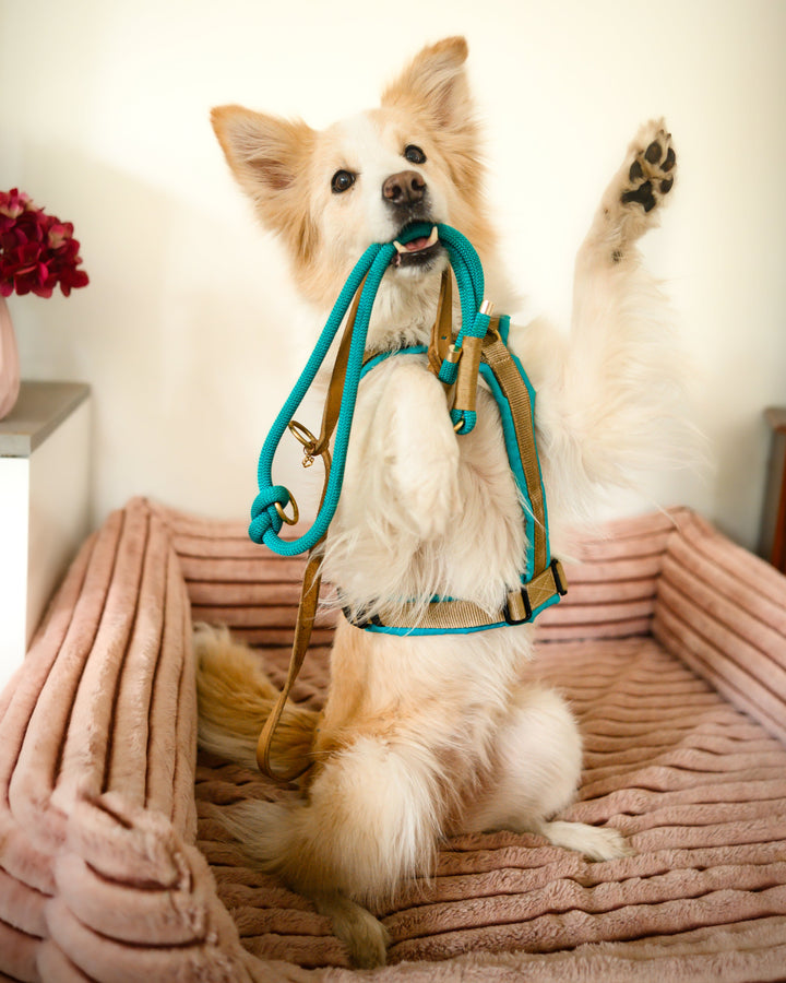 Hundegeschirr Aqua