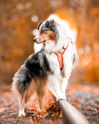 Hundegeschirr Taylor