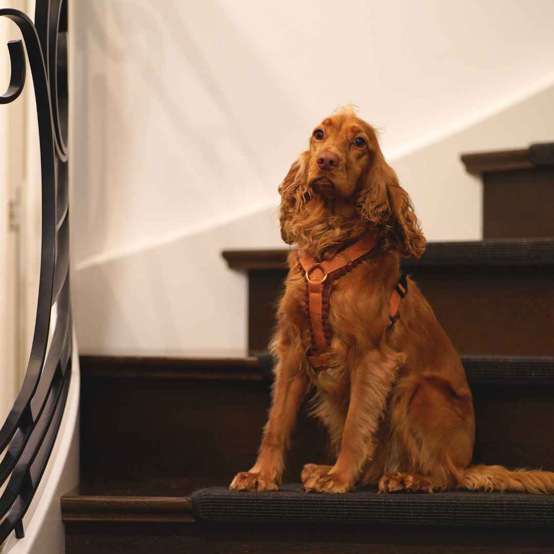 Cord Hundegeschirr Cognac