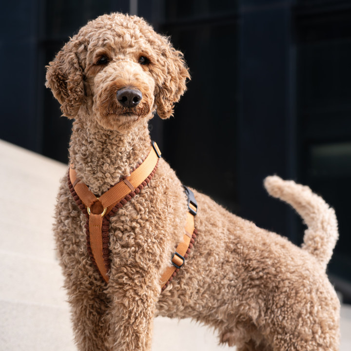 Cord Hundegeschirr Cognac
