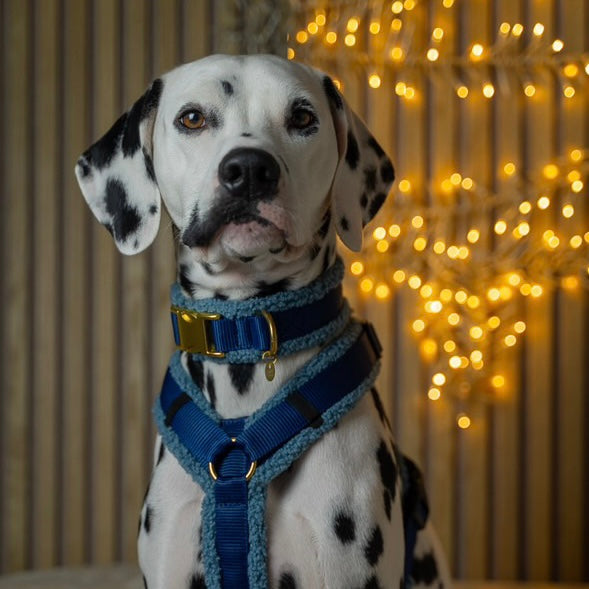 Teddy Hundehalsband 'Blue'