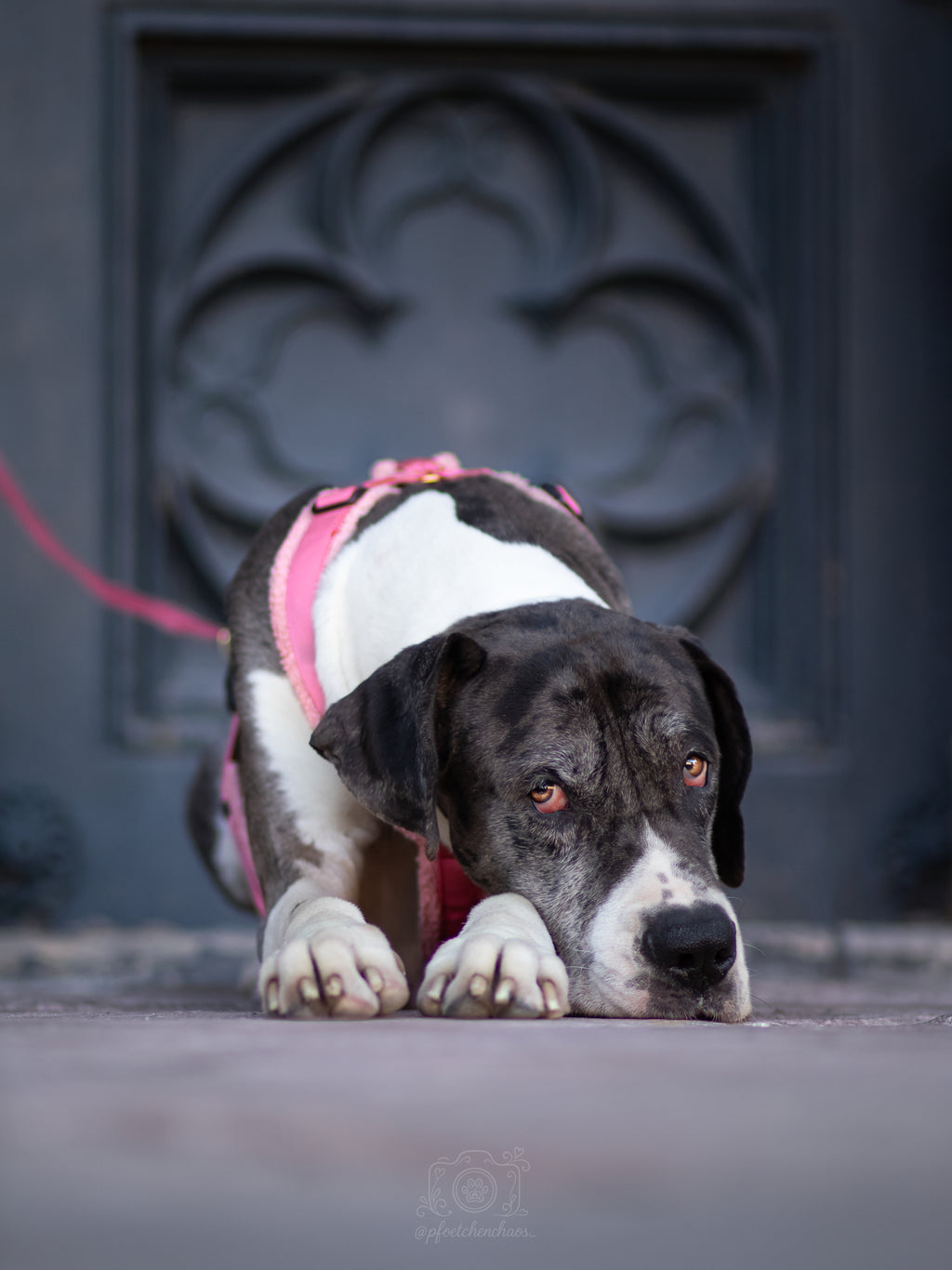 Teddy light Hundegeschirr Blush