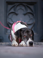 Teddy light Hundegeschirr Blush