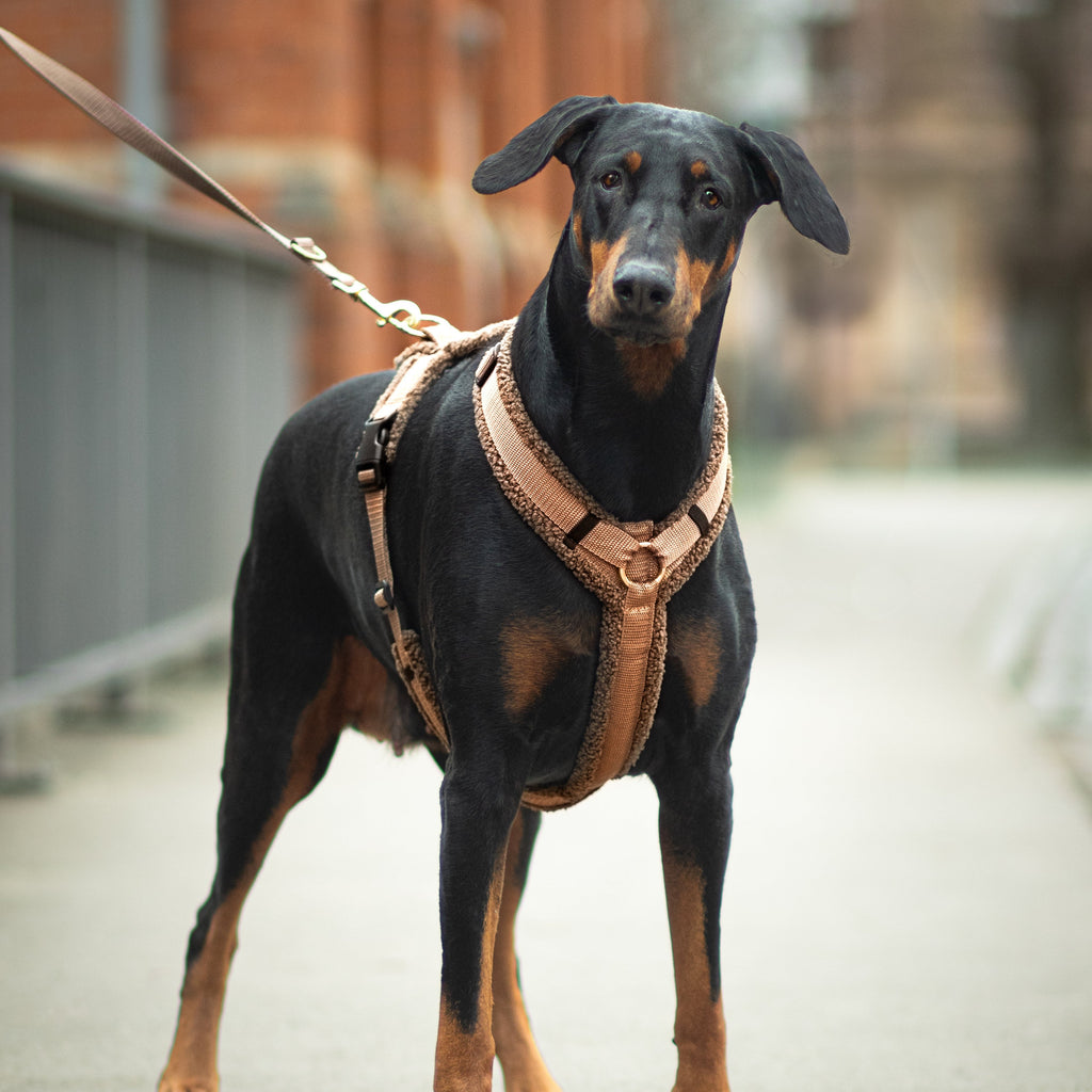 Teddy Hundegeschirr Mocca
