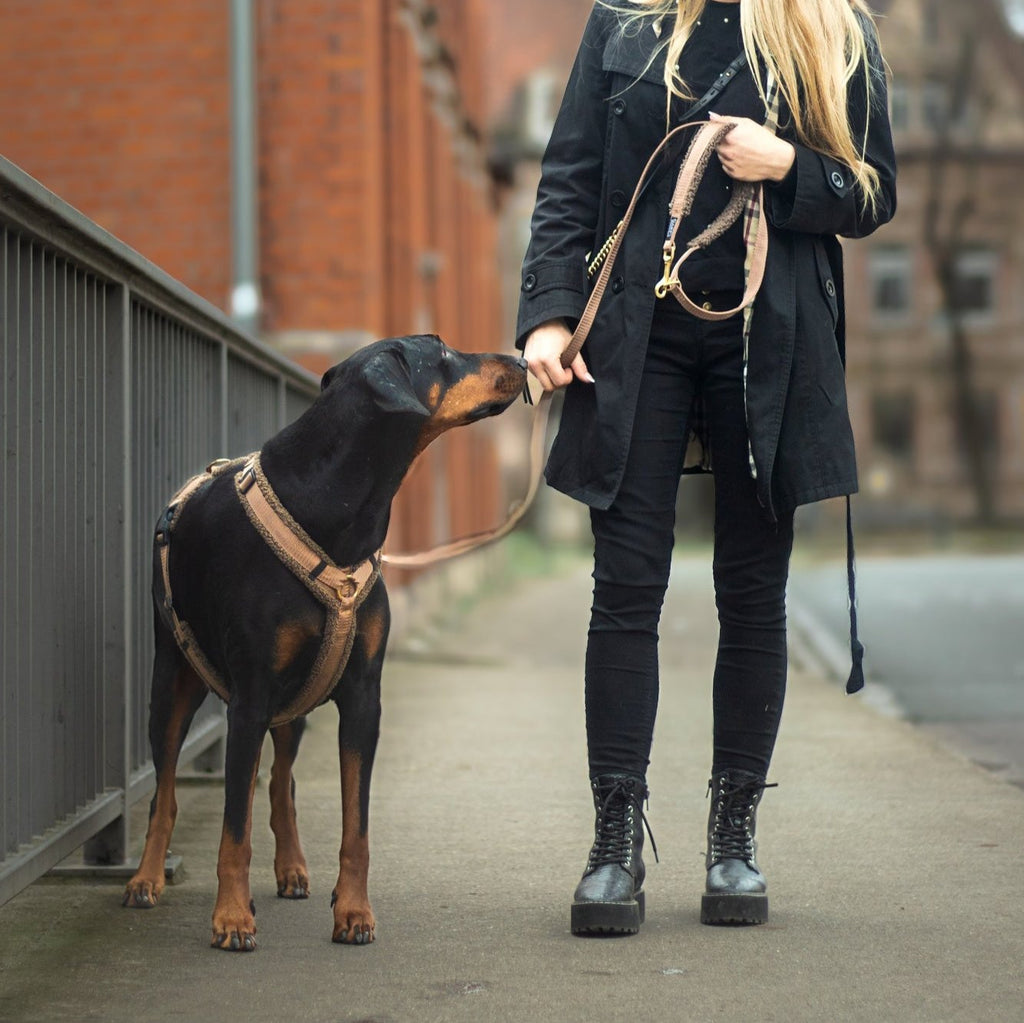 Teddy Hundegeschirr Mocca