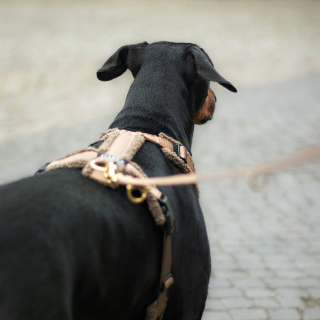 Teddy Hundegeschirr Mocca