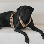 Harnais pour chien Archie's marron clair