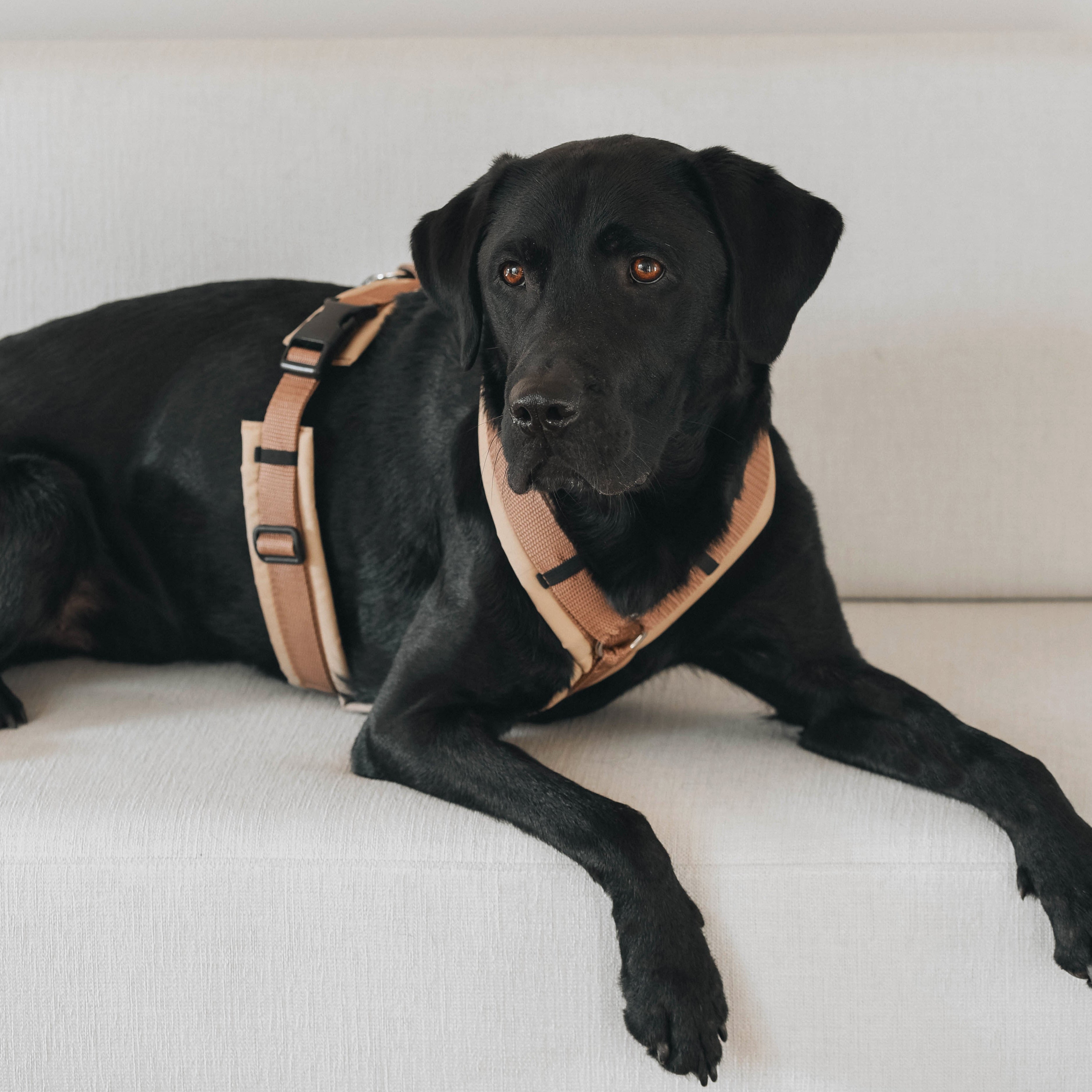 Harnais pour chien Archie's marron clair