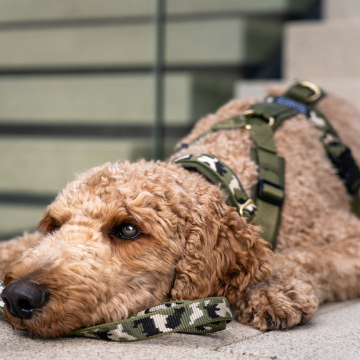 Hundegeschirr OLIVE CAMO