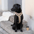 Archie's Light Brown Dog Harness
