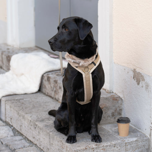 Harnais pour chien Archie's marron clair