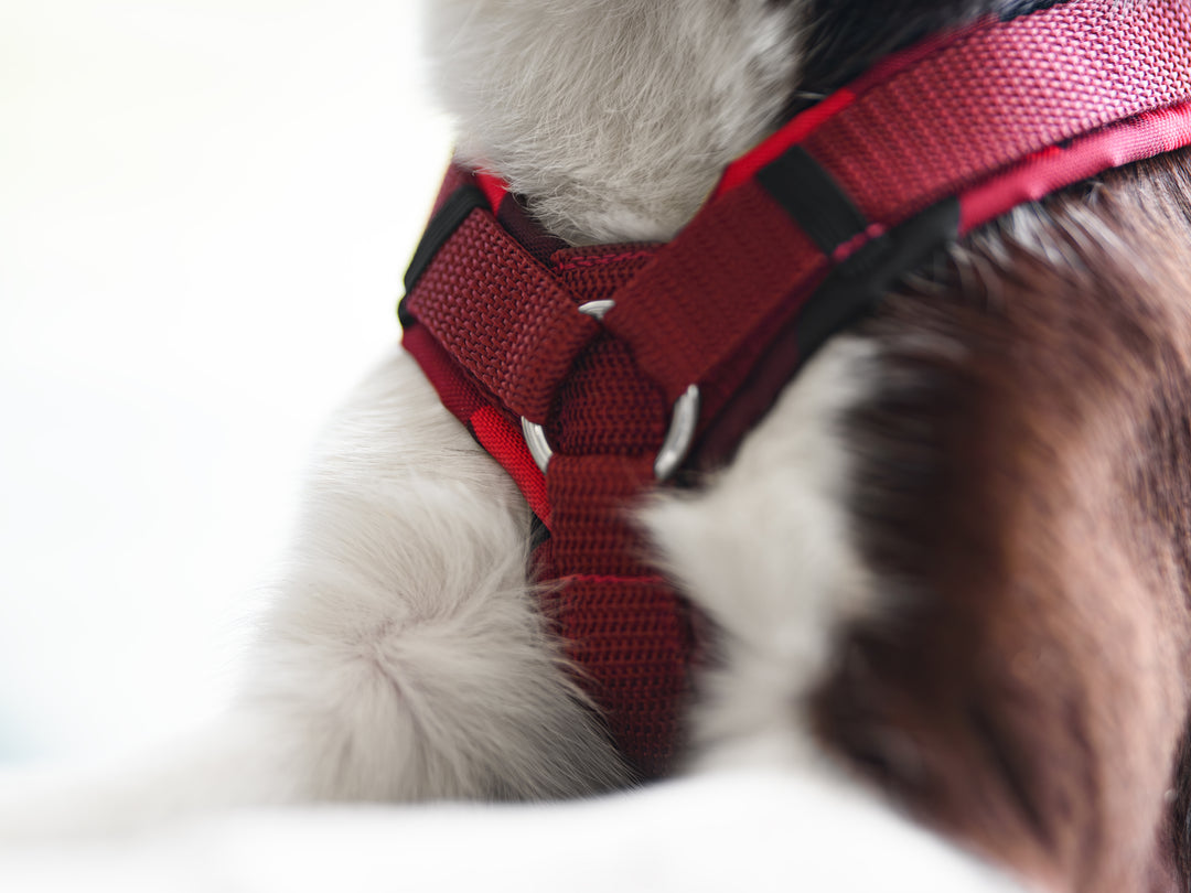 Archie's Light Brown Dog Harness