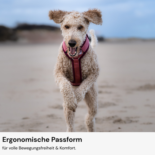 Hundegeschirr Konfigurator