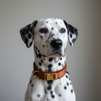 GARFY DOGWEAR Rust Collar on Dalmatian Natural
