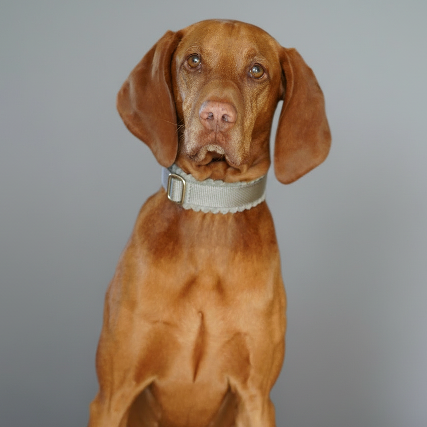 Hund mit Geschirr vor ruhigem grauem Hintergrund