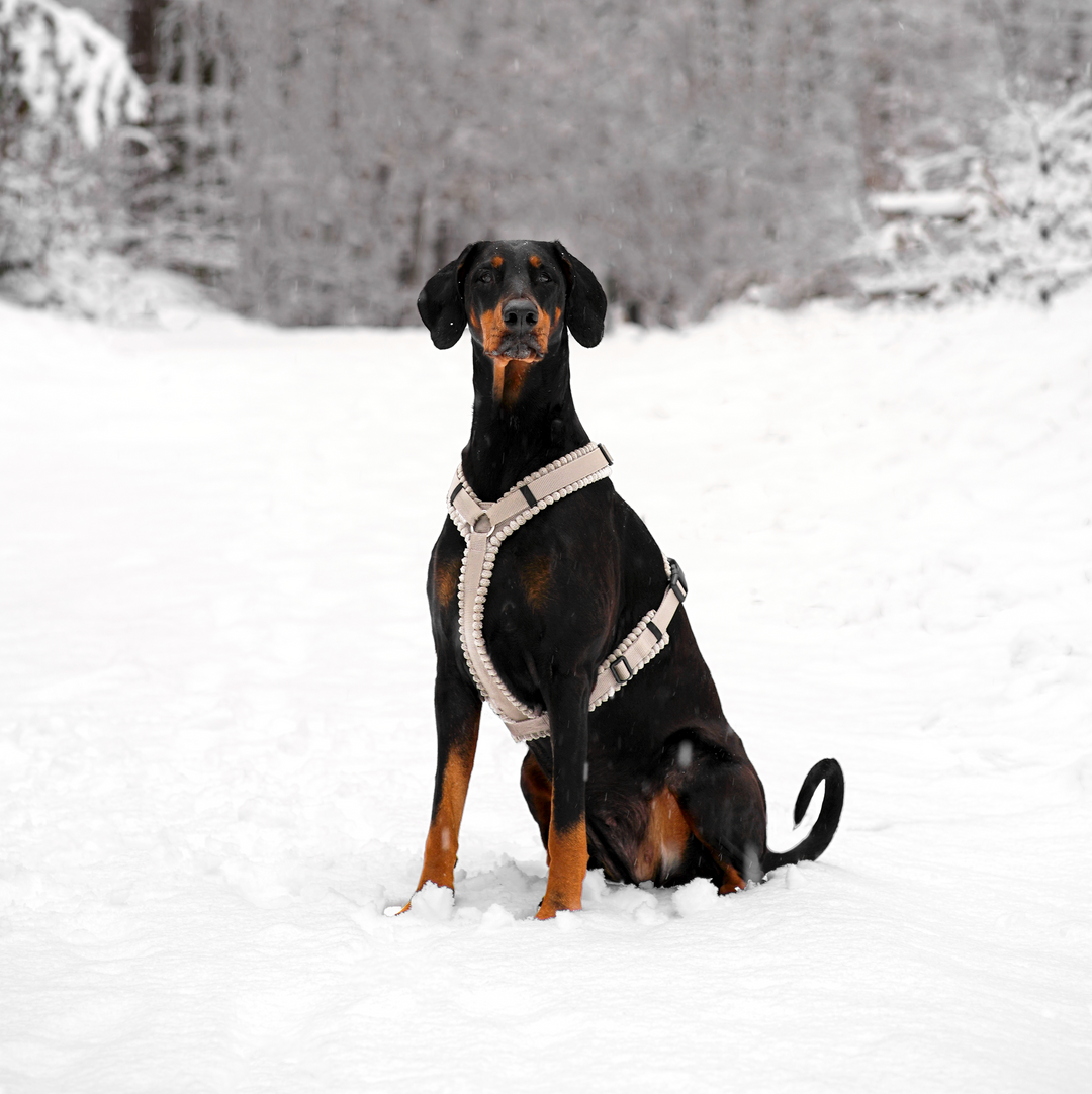 Cord Hundegeschirr Greige