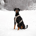 Cord Hundegeschirr Greige