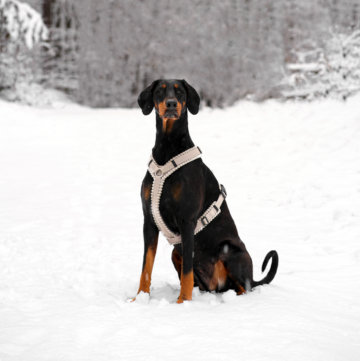 Cord Hundegeschirr Greige